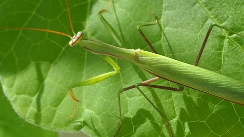 Insect on plant sheet Stock Footage 334439501