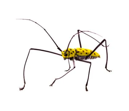 Insect poison Stock Photos