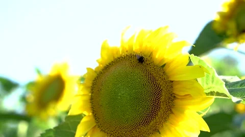 Insect pollinates sunflower in a field Stock Footage 158856100