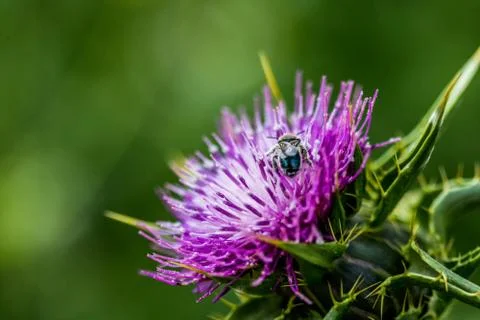 An insect pollinating a centaurea Stock Photos