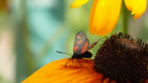 Insect pollinating a flower Video stock 105608784