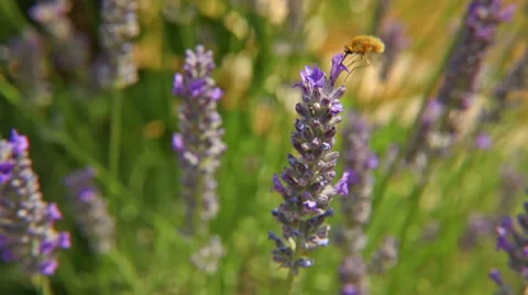 Insect pollinating lavender Stock Footage 51113247