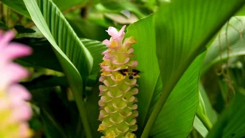 Insect Pollinating Wonderful Flower Stock Footage 111982955