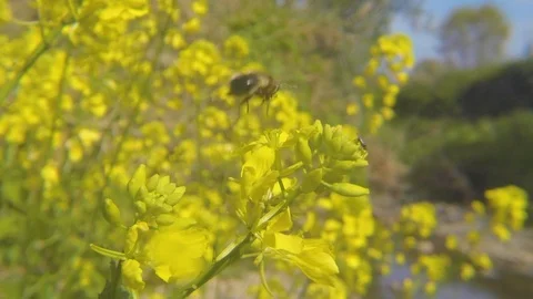 Insect Pollinator on Yellow Wildflowers Macro Nature Pollination Stock Footage 107220731