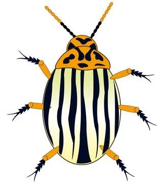 Insect potato bug on white background is insulated Stock Illustration