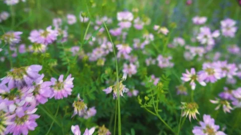 Insect POV - Flying Through Flower Field Stock Footage 96853867
