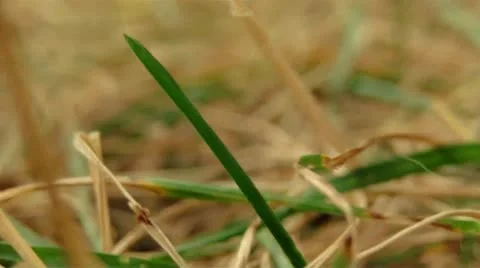 Insect P.O.V (HD) Stock Footage 11290082