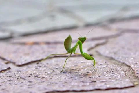Insect praying mantis on the background of stone tiles Stock Photos