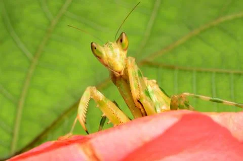 Insect praying mantis on flower Foto stock