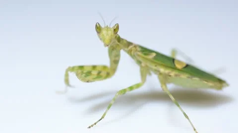 Insect praying mantis Stock Footage 12015617