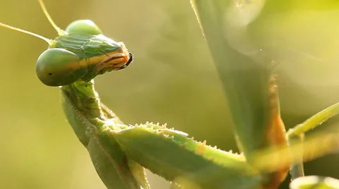 Insect Praying mantis Stock Footage 49038424