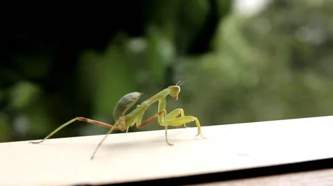 Insect Praying Mantis Stock Footage 65448340