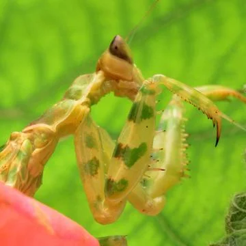  	insect praying mantis  Stock Photos