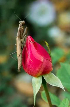 Insect praying mantis sitting on a bud of a pink rose flower. Close-up. Stock Photos
