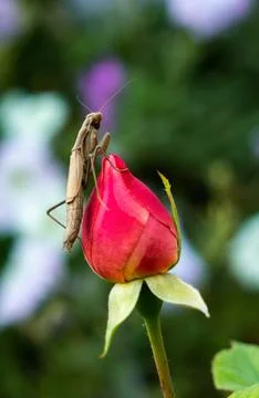 Insect praying mantis sitting on a bud of a pink rose flower. Close-up. Stock Photos