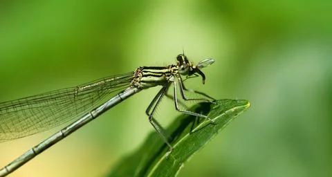 Insect predator dragonfly is eating a fly, close up Stock Photos