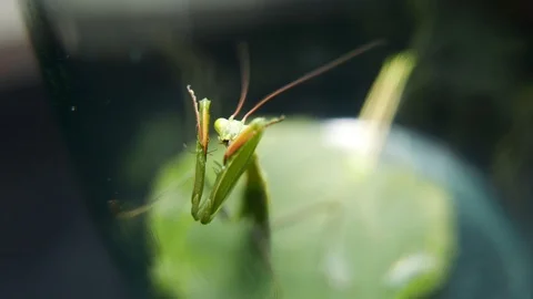 Insect predator. Mantis hunts insects and eats the victim  Stock Footage 93781457