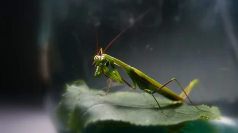 Insect predator. Mantis religiosa Stock Footage 93781893
