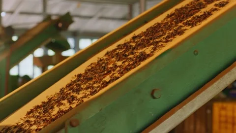 Insect Processing Conveyor Belt of raw tea leaves in Industrial Facility Stock Footage 335863031