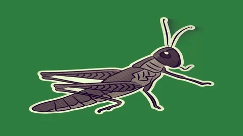 Insect Professional Motion Graphic Overlay Vidéo 338017933