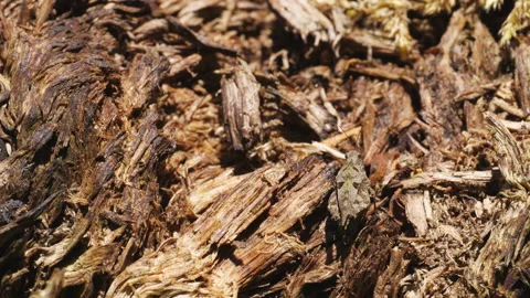 The insect protects itself in the trunk with the help of mimicra Video stock 196212583