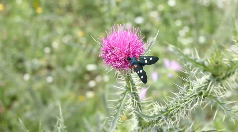 Insect On Purple Flower Stockbeeldmateriaal 774072