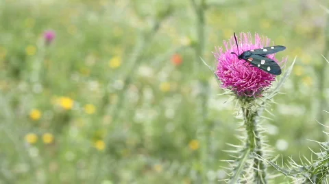 Insect On Purple Flower Stockbeeldmateriaal 774075