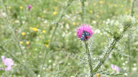 Insect On Purple Flower Stockbeeldmateriaal 774080