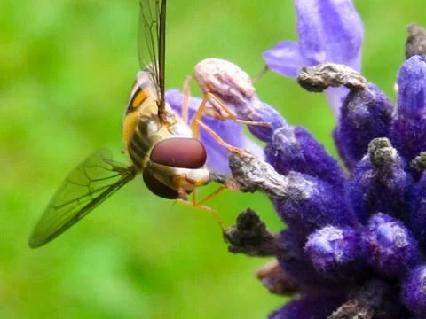 Insect on purple flower Stock Photos