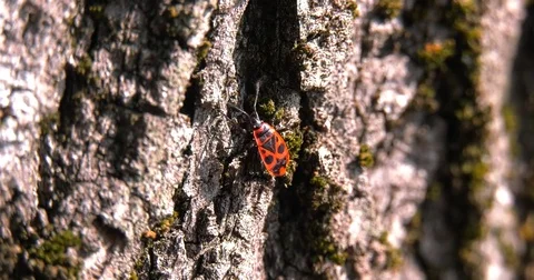 Insect "Pyrrhocoris apterus" move on the the tree Stock Footage 79430536