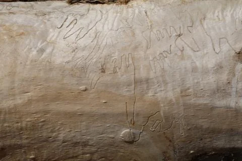 A insect rack on the surface of an old oak Stock Photos