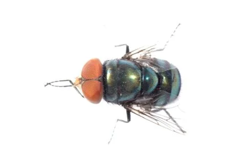 Insect red eye fly Stock-Fotos