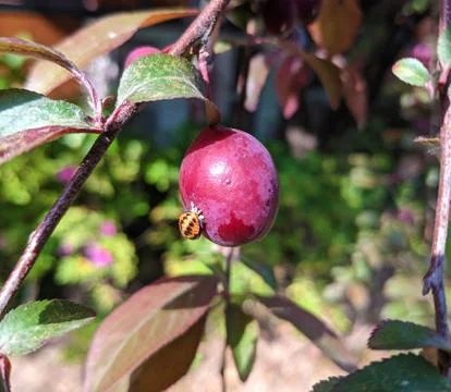 Insect on the red fruit Stock Photos