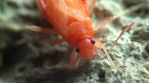 Insect red stink bug, Melamphaus rubrocinctu Stock Footage 30475053