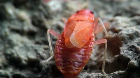 Insect red stink bug, Melamphaus rubrocinctu Stock Footage 30475082