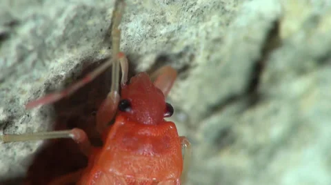Insect red stink bug, Melamphaus rubrocinctu Stock Footage 30475111