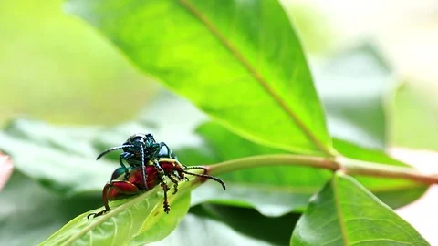 Insect Reproduction Stock Footage 87578083