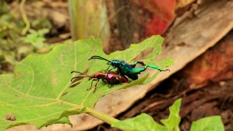 Insect Reproduction Stock Footage 87578085