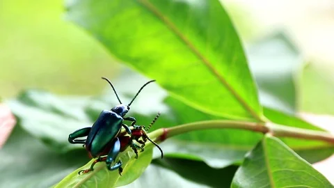 Insect Reproduction Stock Footage 87578098