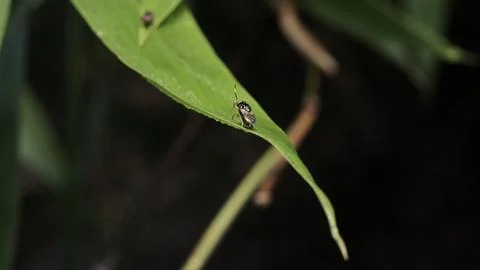 Insect Resting on Green Leaf After Rain Stock Photos