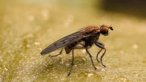 An insect resting on a leaf and taking Walter from the rain Video stock 105687403