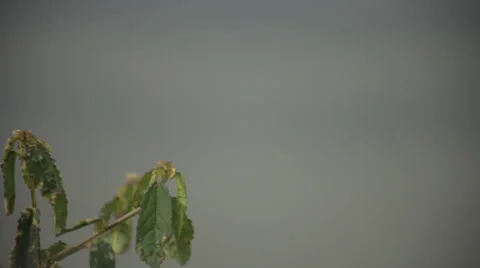INSECT BY RIVER # 2 Video stock 29892961
