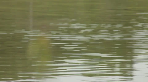 INSECT BY RIVER Stock Footage 29896269
