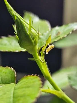 Insect on rose bud Stock Photos