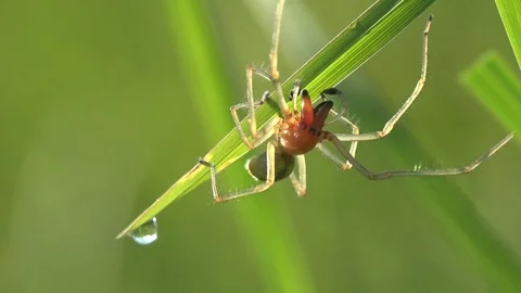 Insect Sac Yellow Spider Cheiracanthium mildei sitting on leaf with dew drop Stock Footage