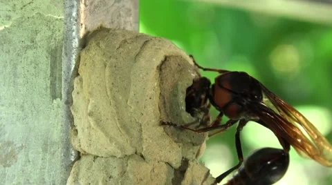 Insect Sceliphron makes nest Stock Footage 44066848