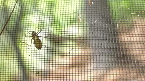 Insect on screen door Stock Footage 955795