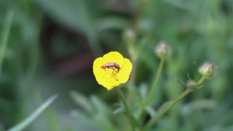 Insect seeks nectar at a flower Stock Footage 130747434