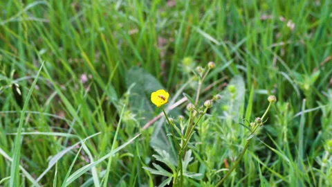 Insect seeks nectar at a flower Stock Footage 130747671