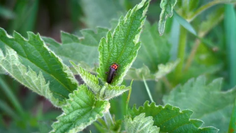 Insect seeks nectar at a flower. Selective focus shot of a green flower Stock Footage 142200283